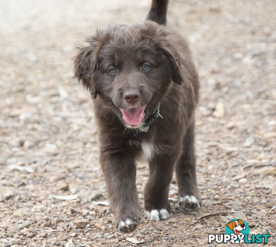 Labradoodle x Bordoodle pups - ready 15 December