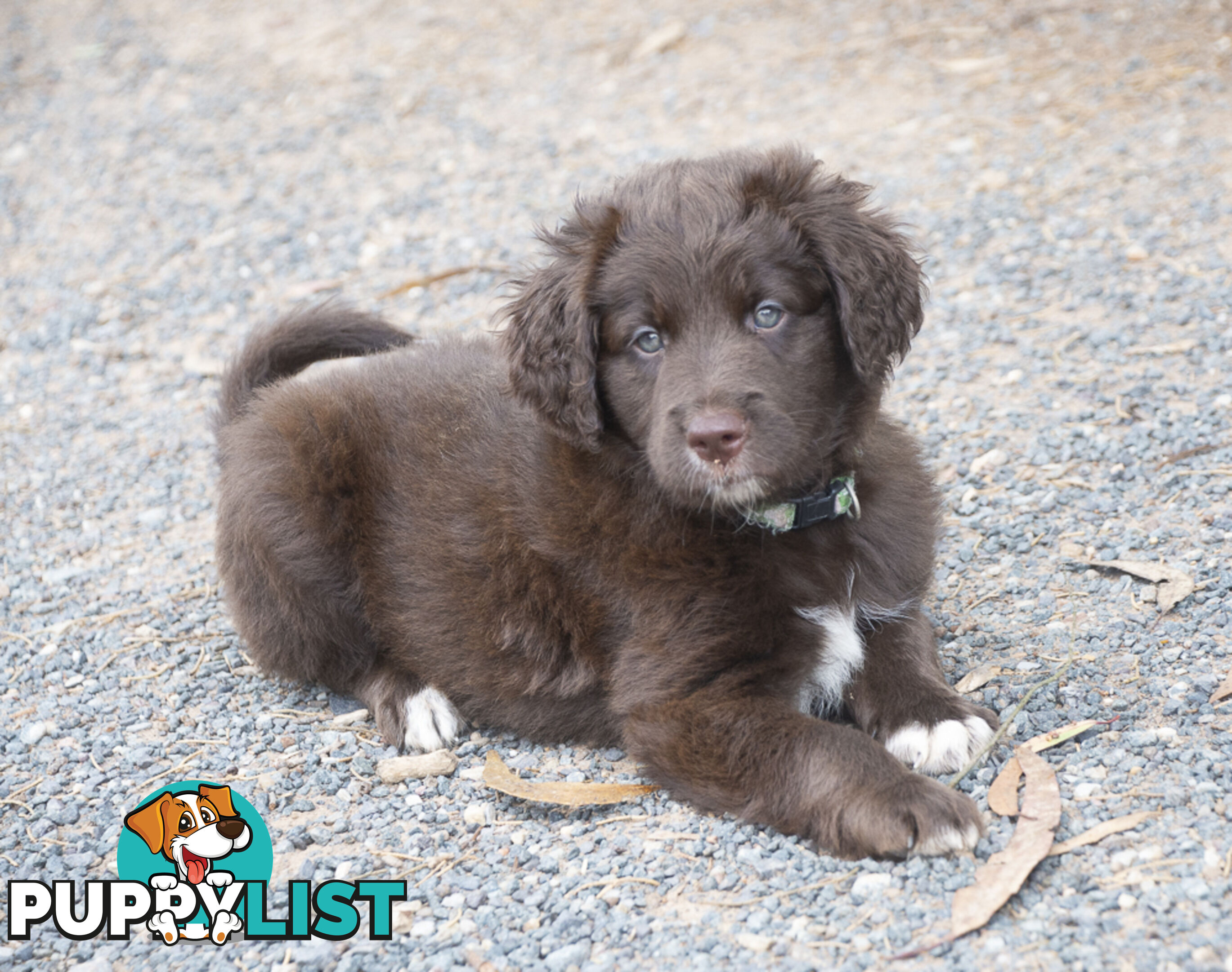 Labradoodle x Bordoodle pups - ready 15 December