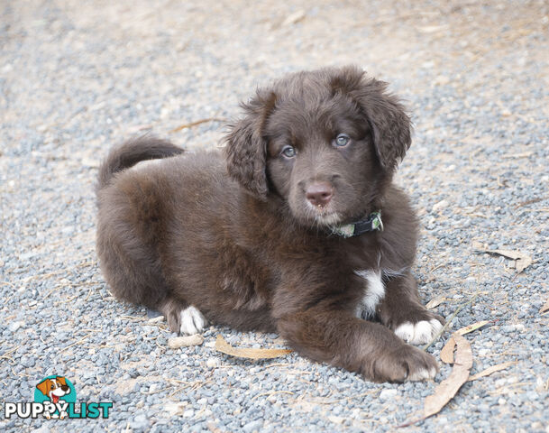 Labradoodle x Bordoodle pups - ready 15 December