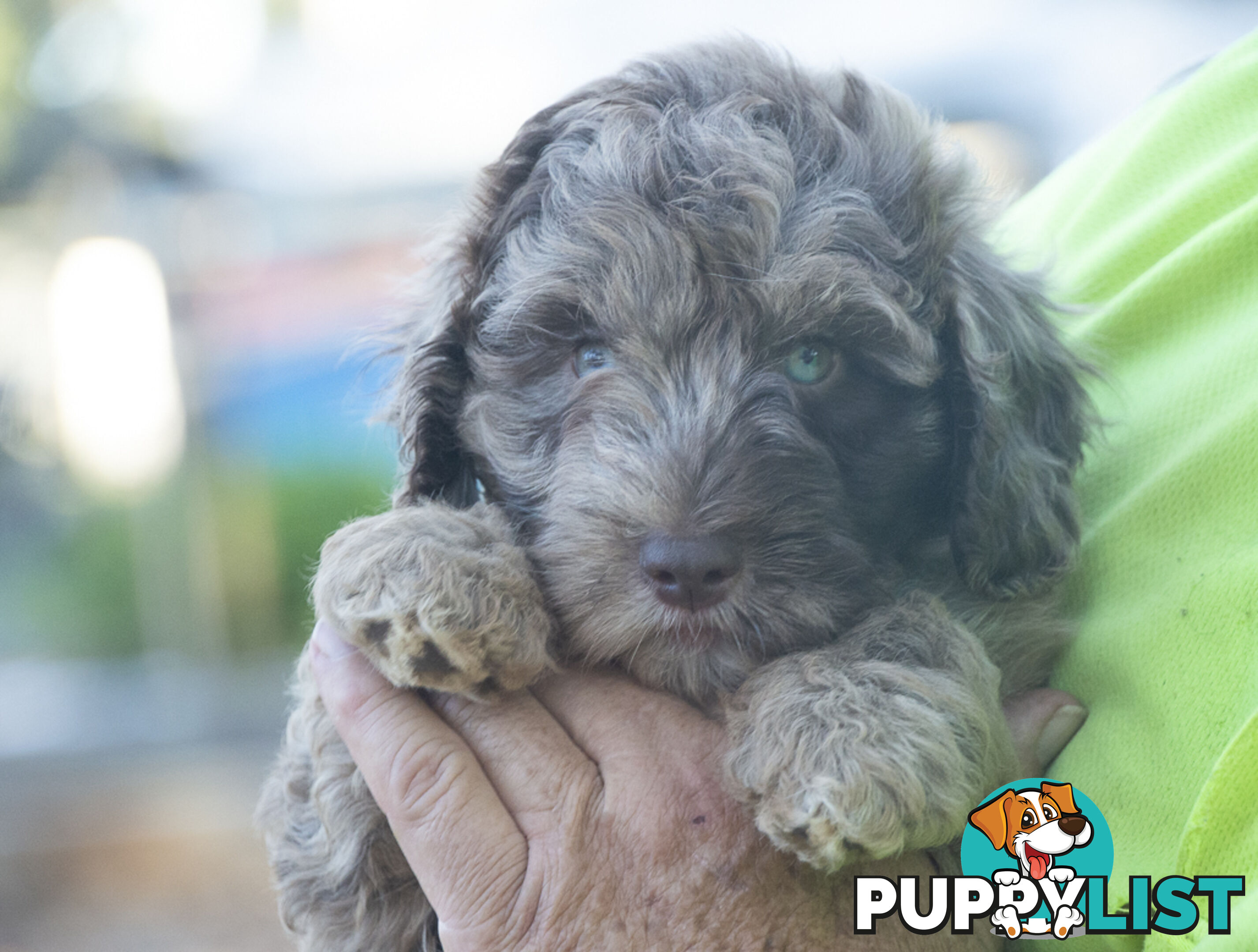 Labradoodle x Bordoodle pups - ready 15 December