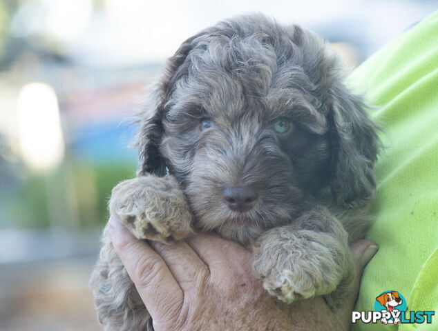 Labradoodle x Bordoodle pups - ready 15 December