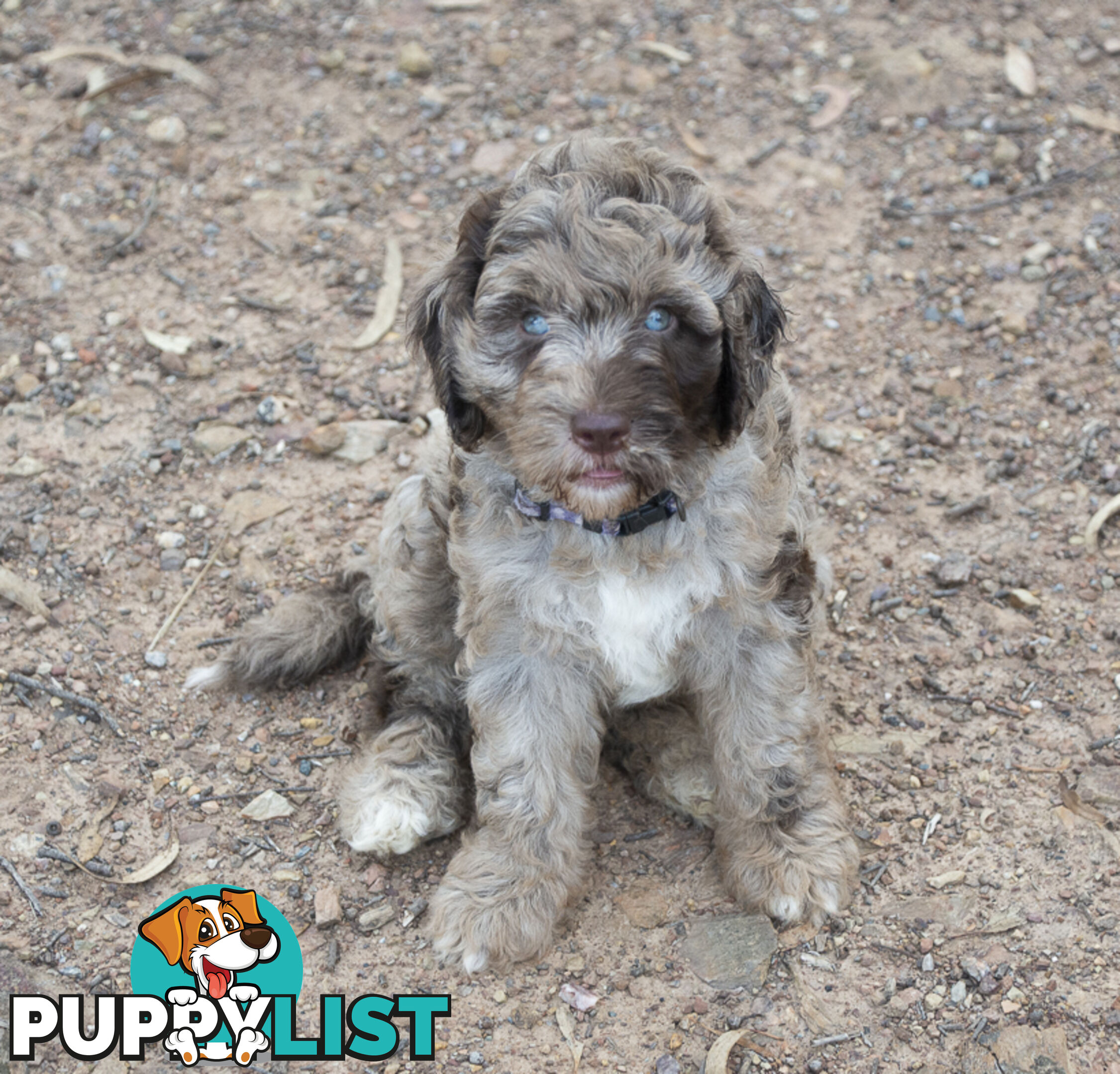 Labradoodle x Bordoodle pups - ready 15 December