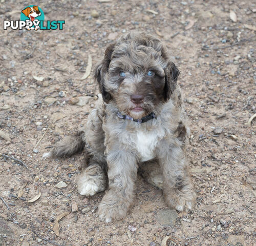 Labradoodle x Bordoodle pups - ready 15 December