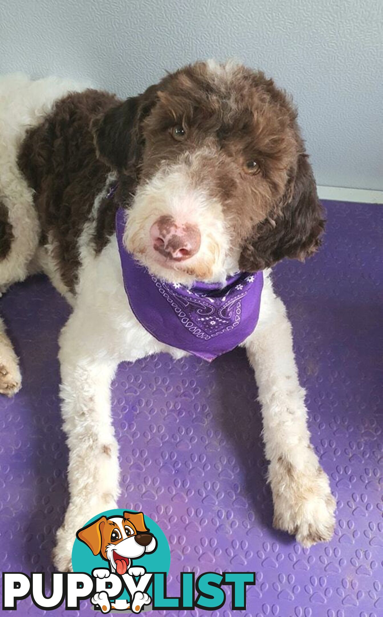 Bordoodle (Border Collie x Poodle) Puppies