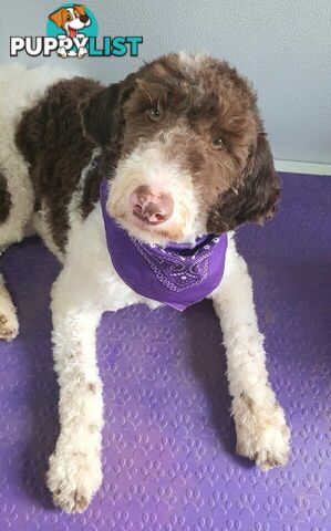 Bordoodle (Border Collie x Poodle) Puppies