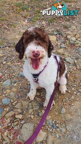 Bordoodle (Border Collie x Poodle) Puppies