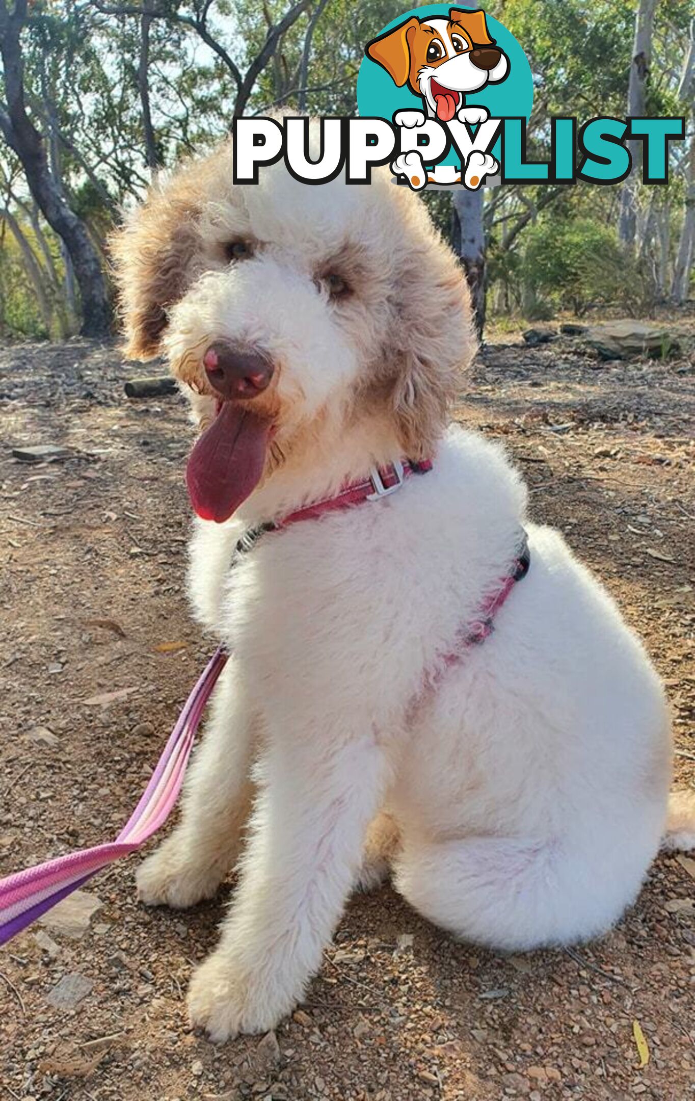 Bordoodle (Border Collie x Poodle) Puppies