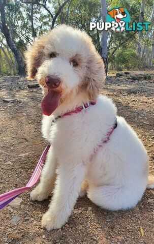 Bordoodle (Border Collie x Poodle) Puppies