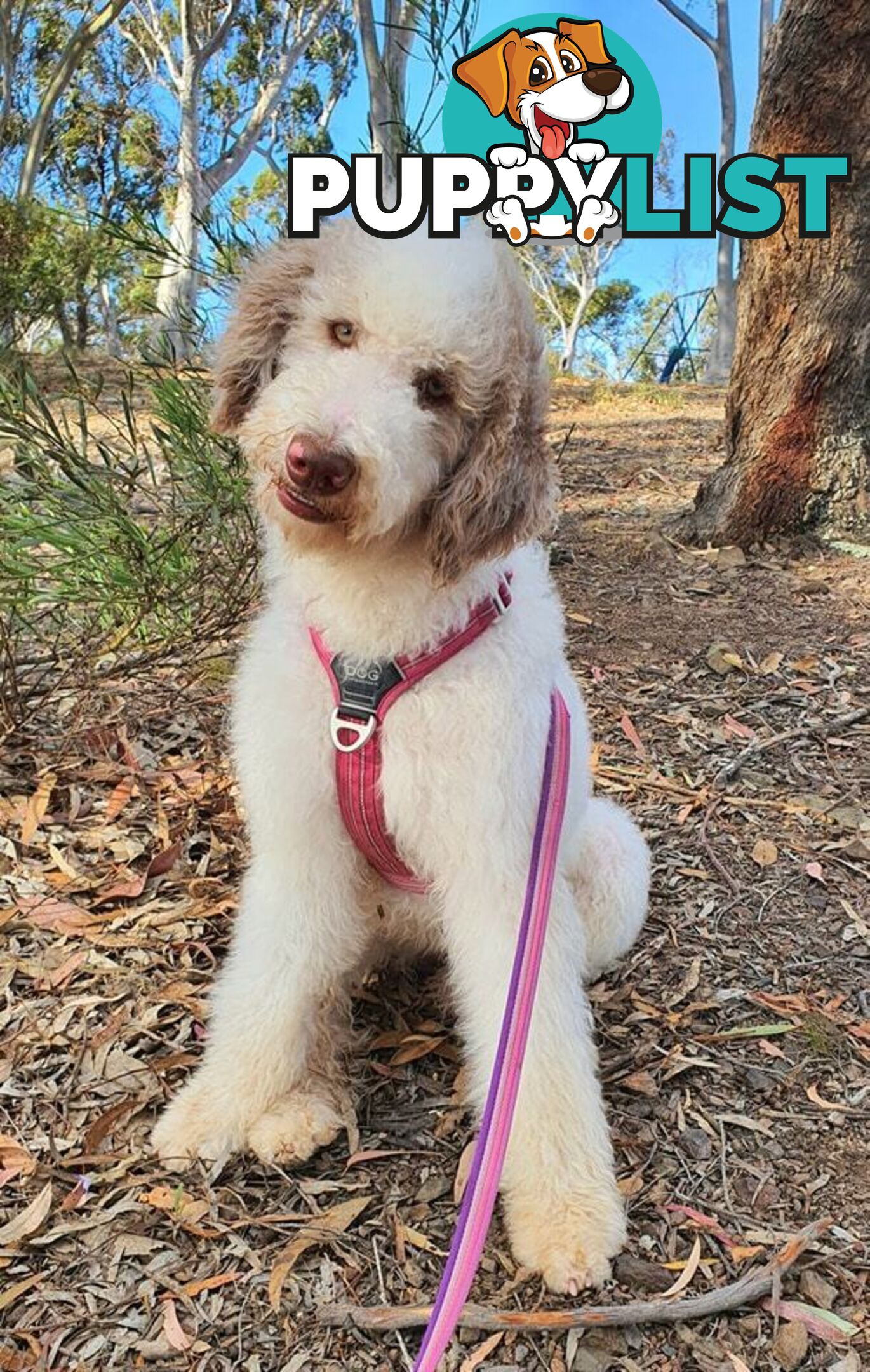 Bordoodle (Border Collie x Poodle) Puppies