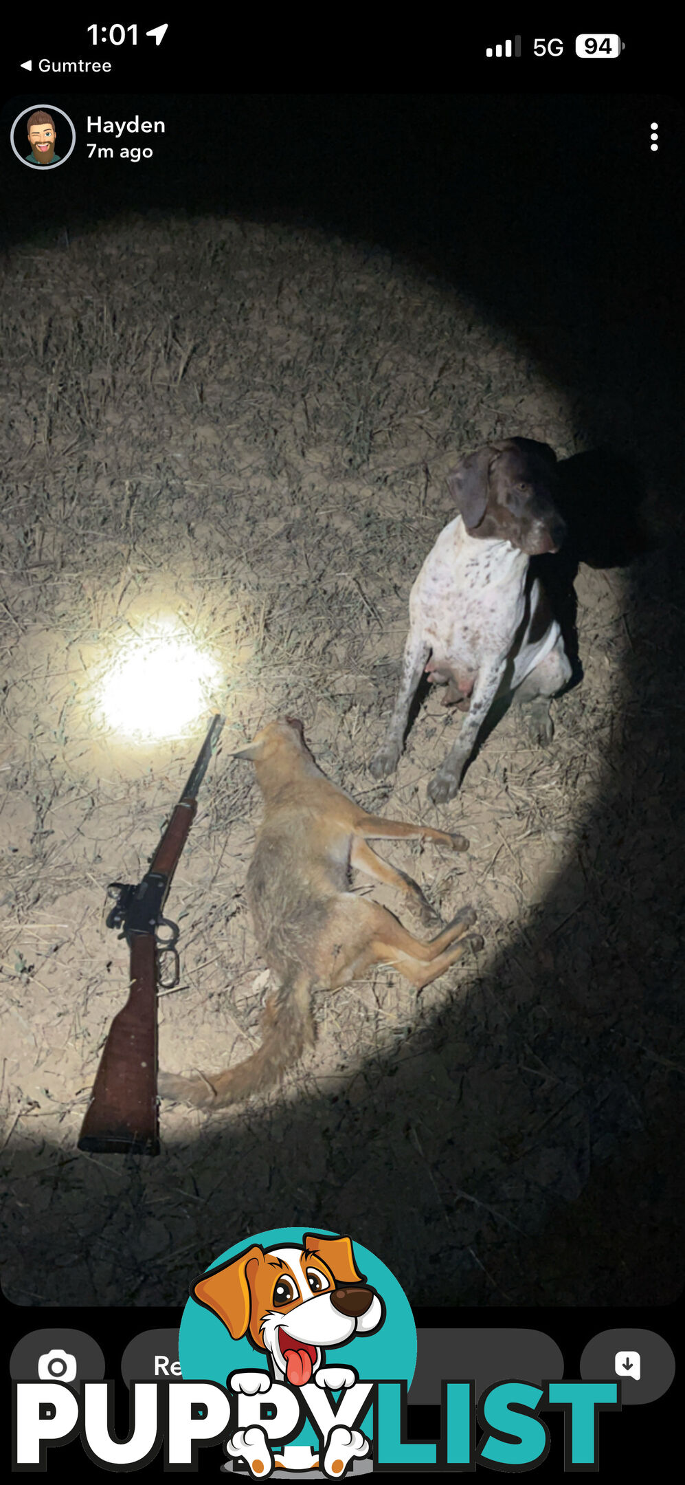 German Shorthaird Pointers