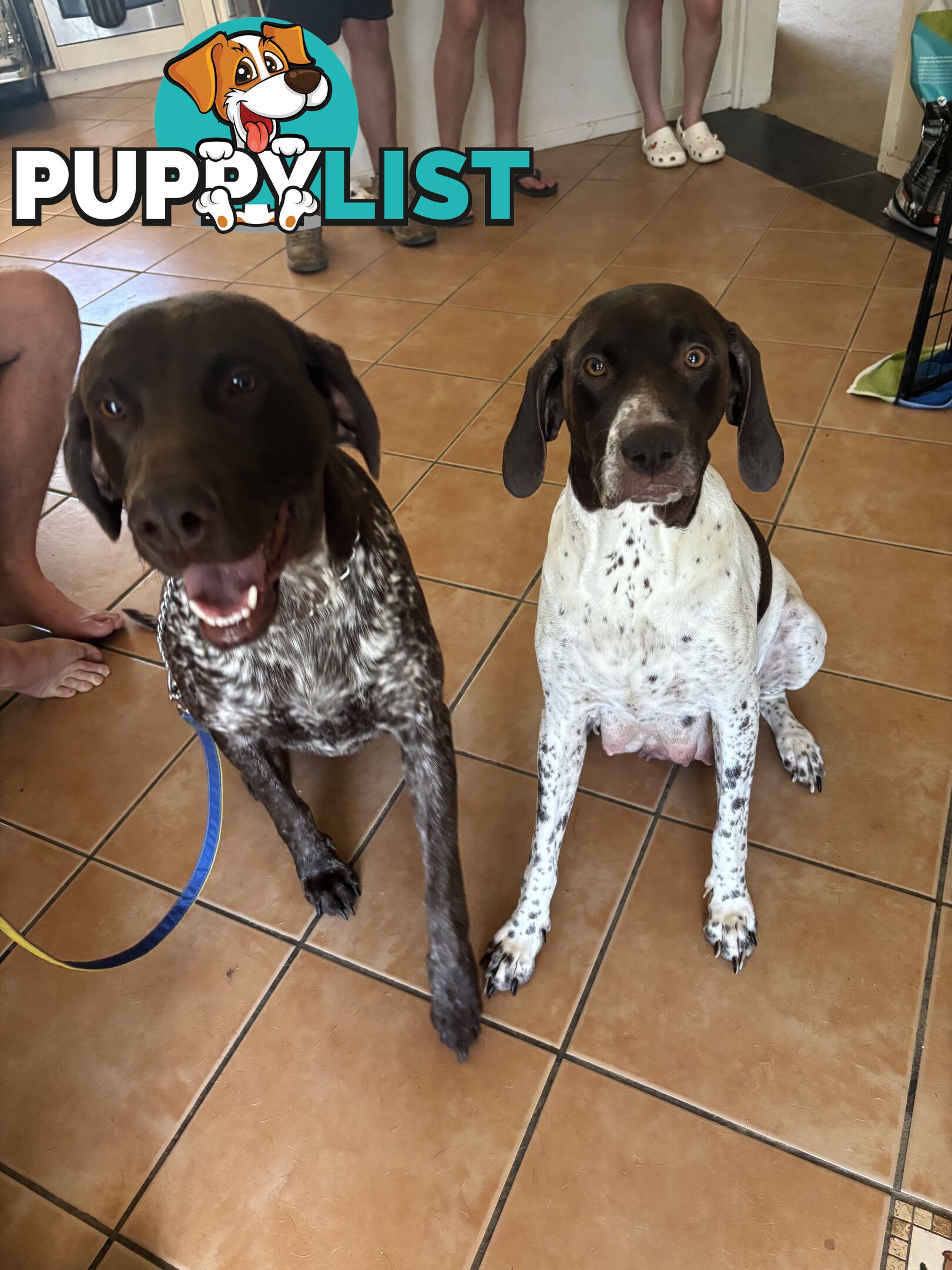 German Shorthaird Pointers