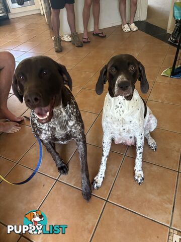 German Shorthaird Pointers