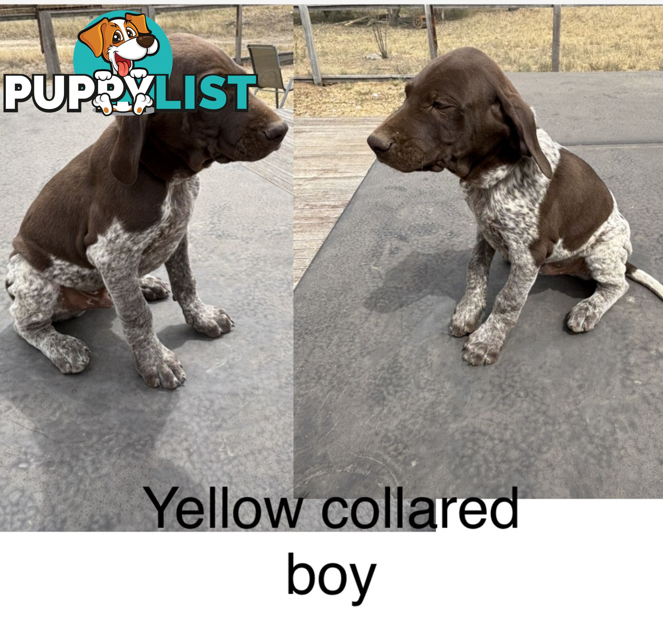 German Shorthaird Pointers