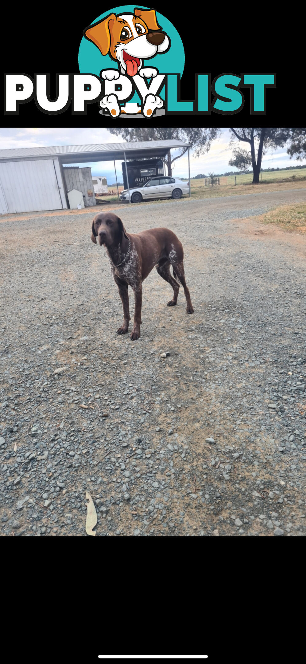 German Shorthaird Pointers