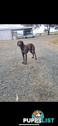 German Shorthaird Pointers