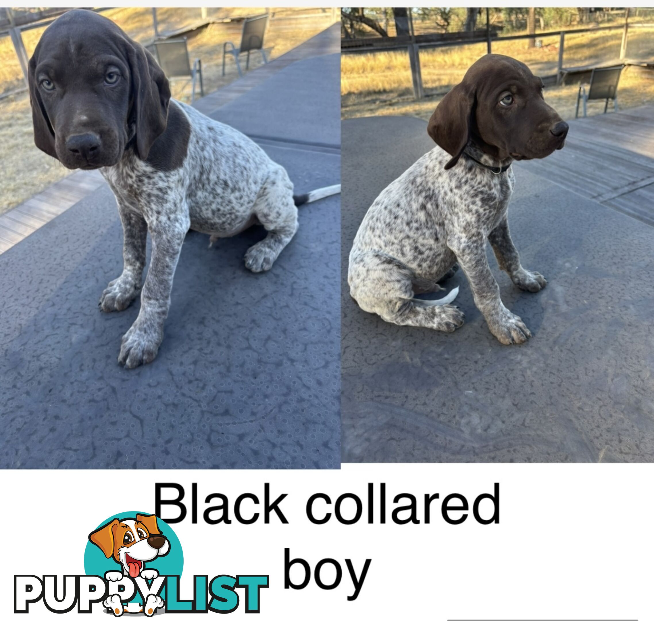 German Shorthaird Pointers