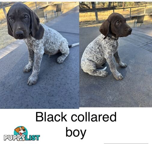 German Shorthaird Pointers