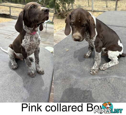 German Shorthaird Pointers