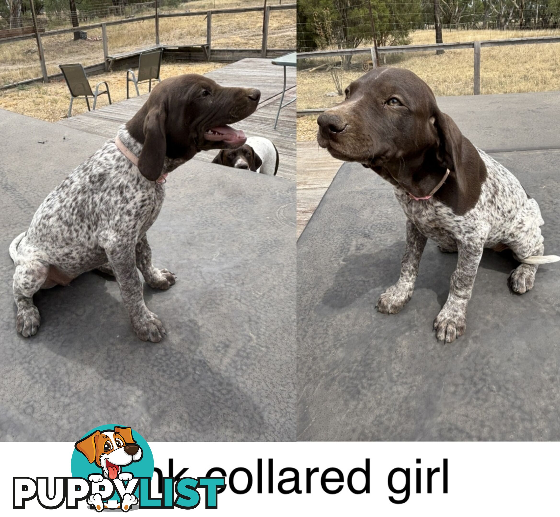 German Shorthaird Pointers