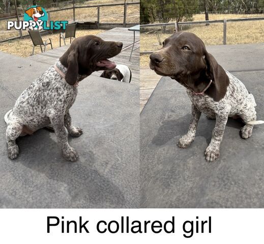 German Shorthaird Pointers