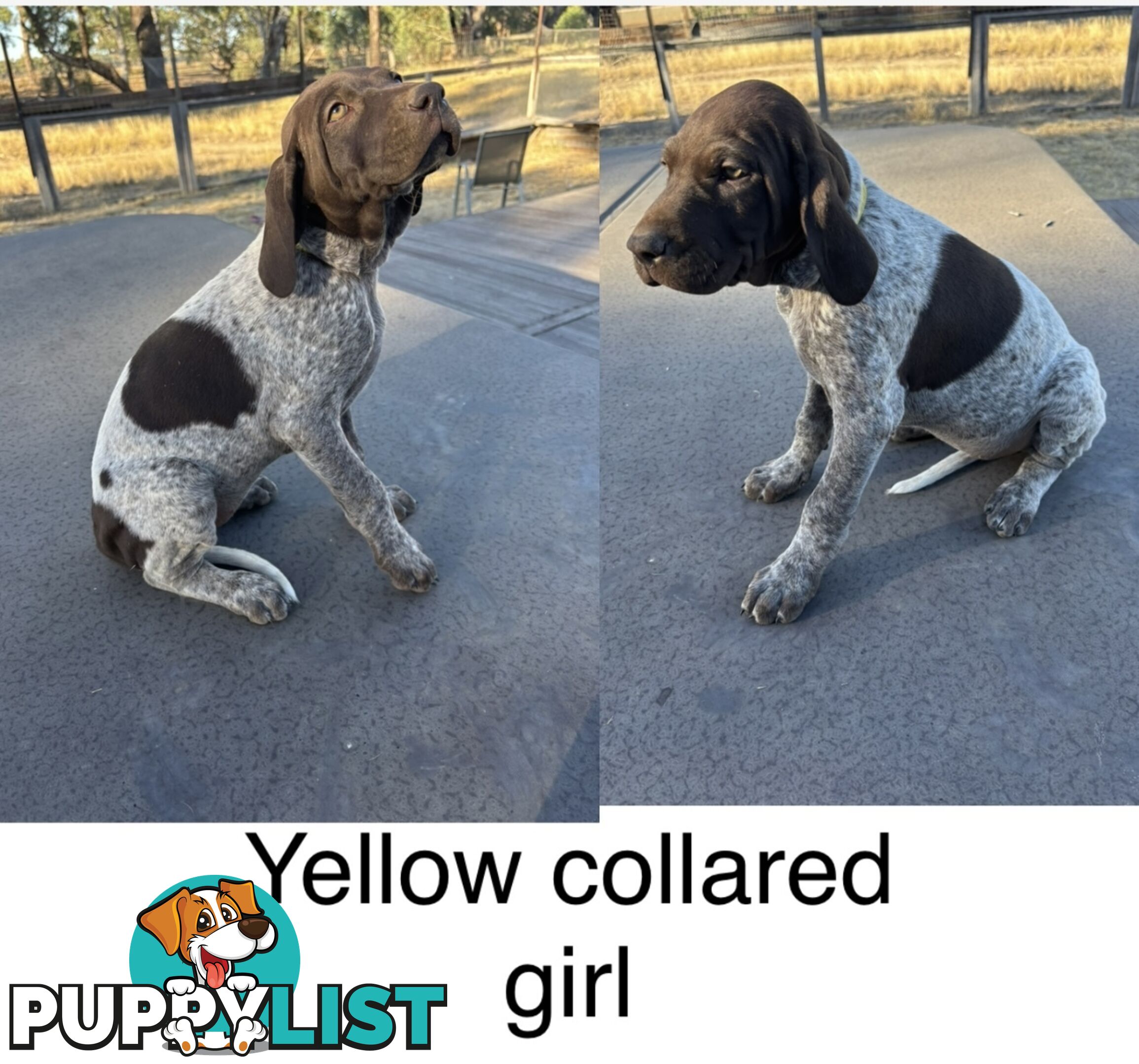 German Shorthaird Pointers