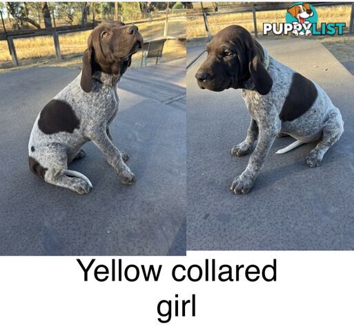 German Shorthaird Pointers