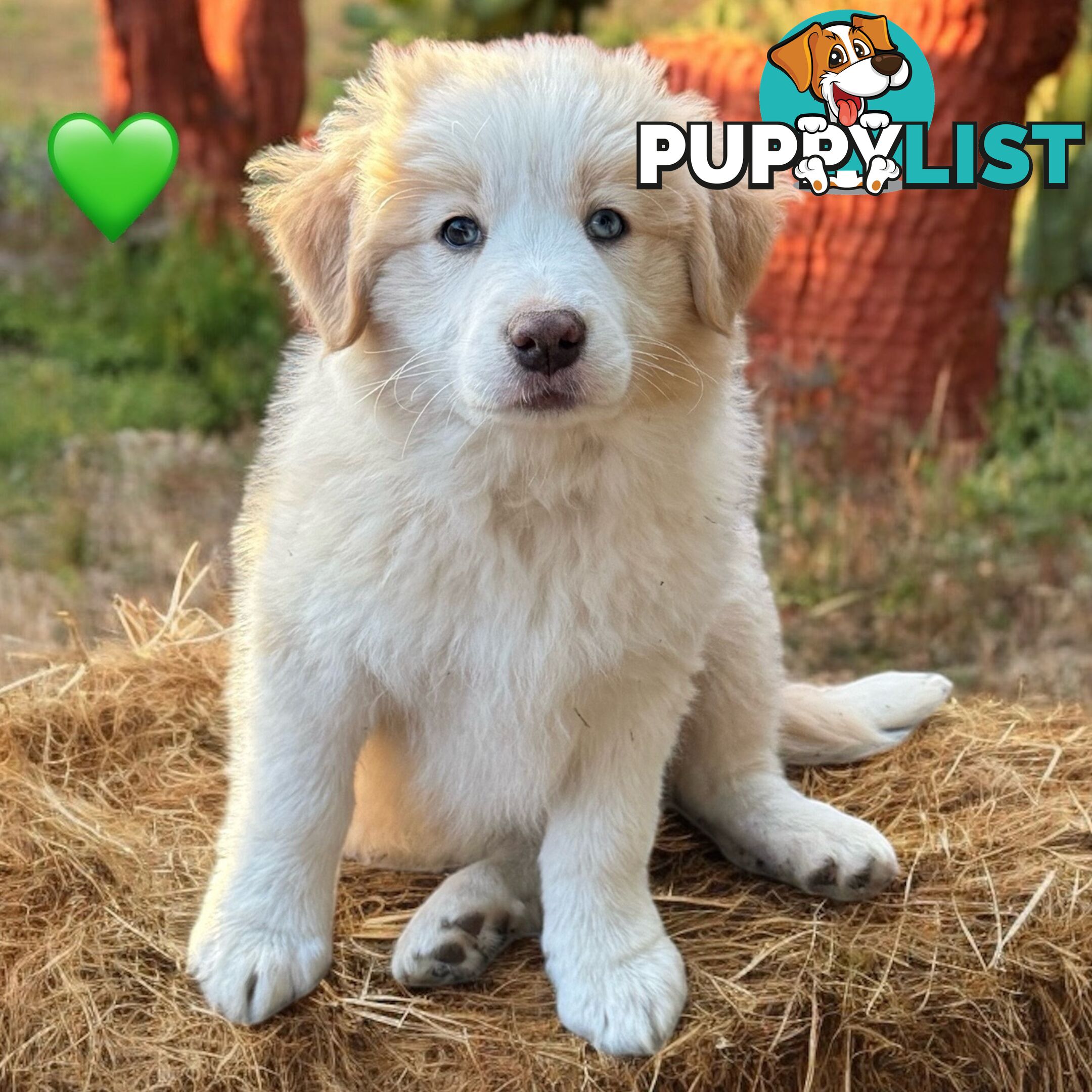 Pure Breed Border Collie Puppy&#39;s With Pedigree Papers