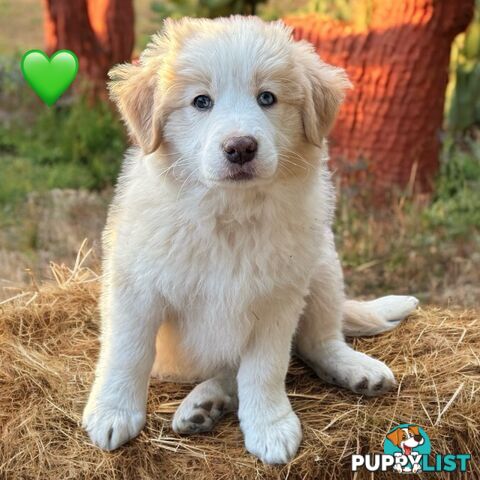 Pure Breed Border Collie Puppy&#39;s With Pedigree Papers