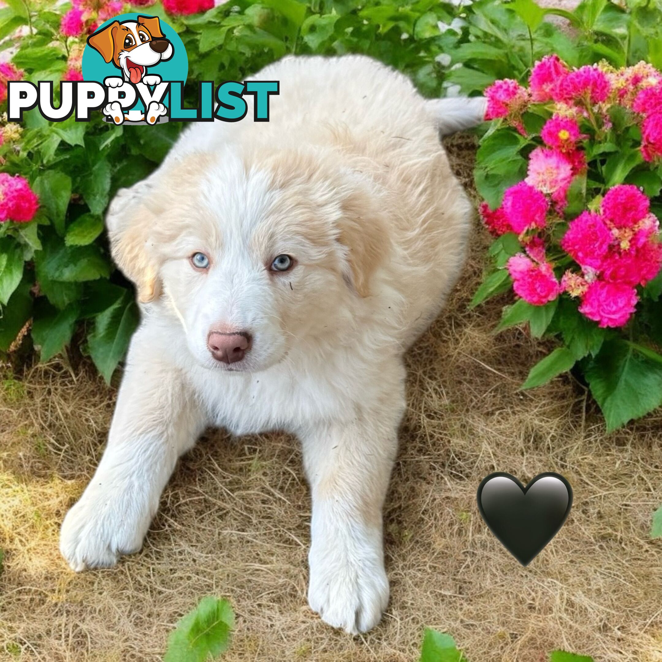 Pure Breed Border Collie Puppy&#39;s With Pedigree Papers