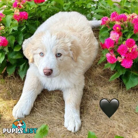 Pure Breed Border Collie Puppy&#39;s With Pedigree Papers