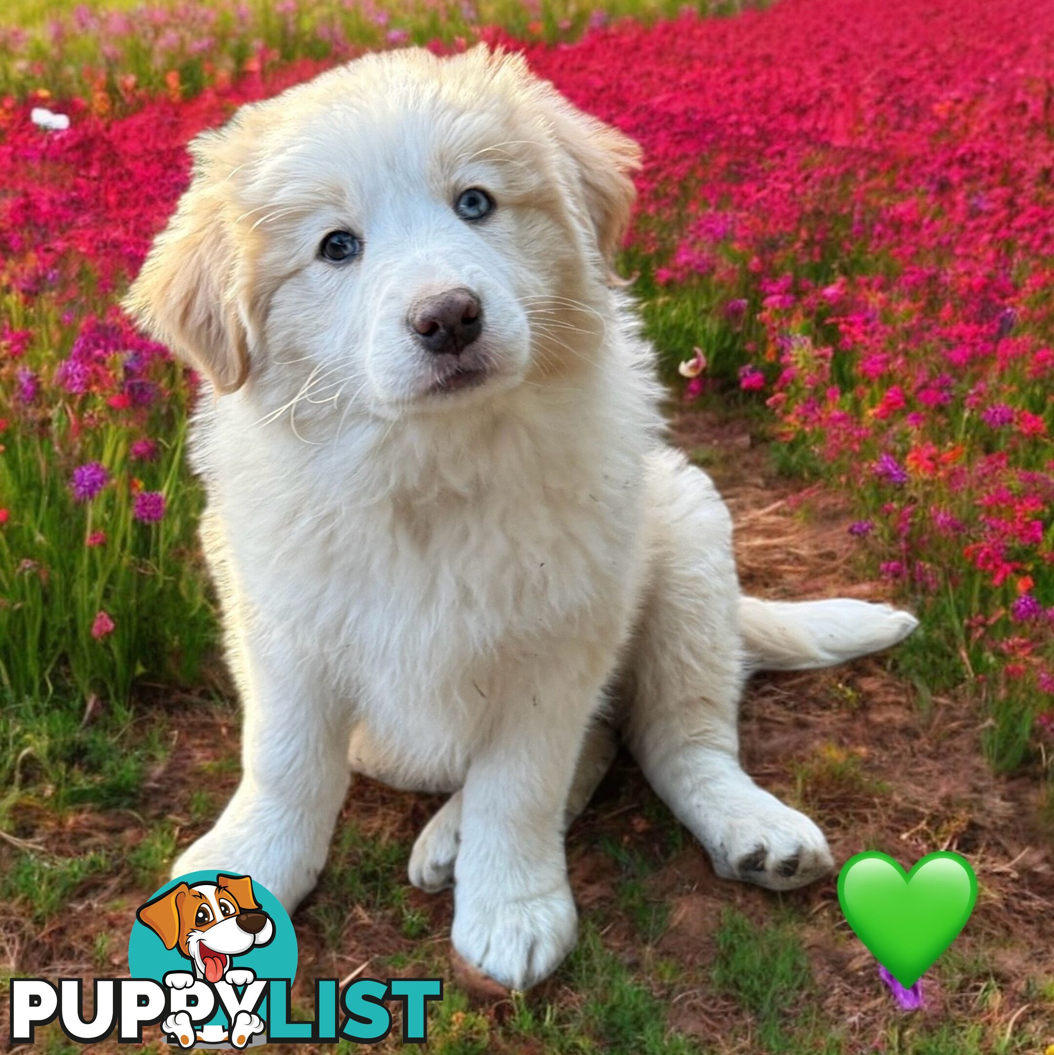 Pure Breed Border Collie Puppy&#39;s With Pedigree Papers