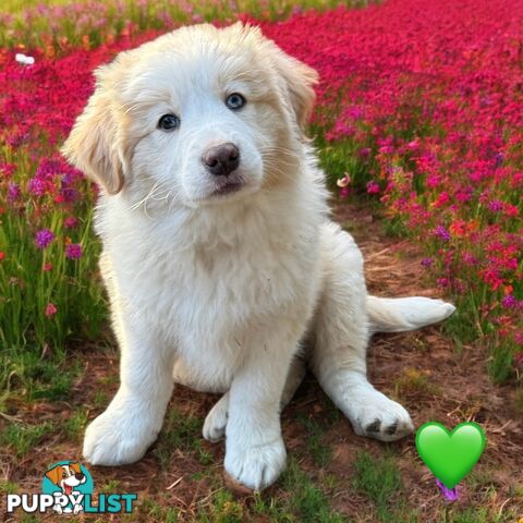 Pure Breed Border Collie Puppy&#39;s With Pedigree Papers