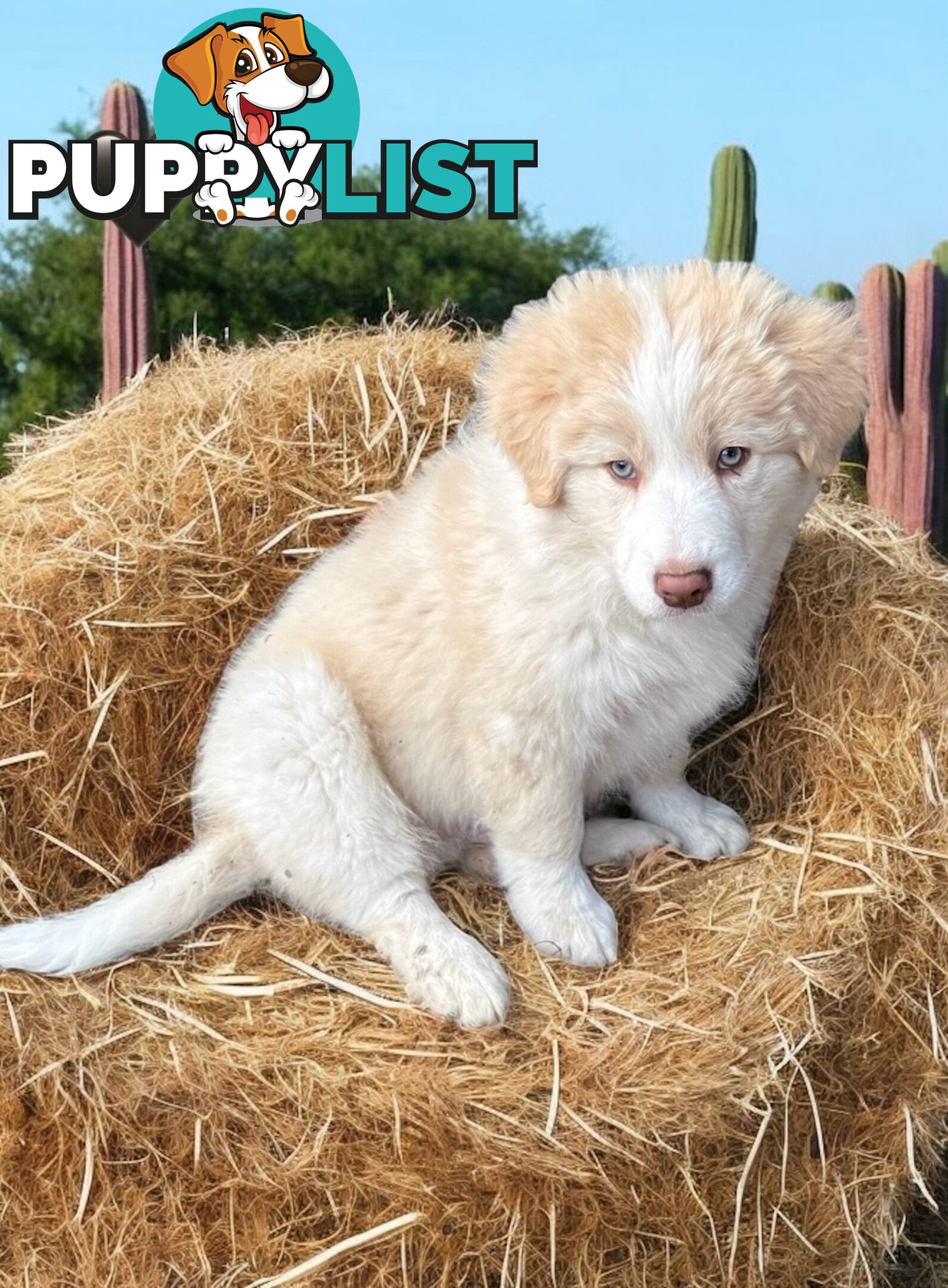 Pure Breed Border Collie Puppy&#39;s With Pedigree Papers
