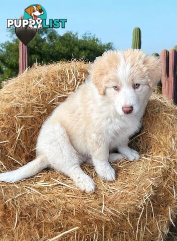 Pure Breed Border Collie Puppy&#39;s With Pedigree Papers