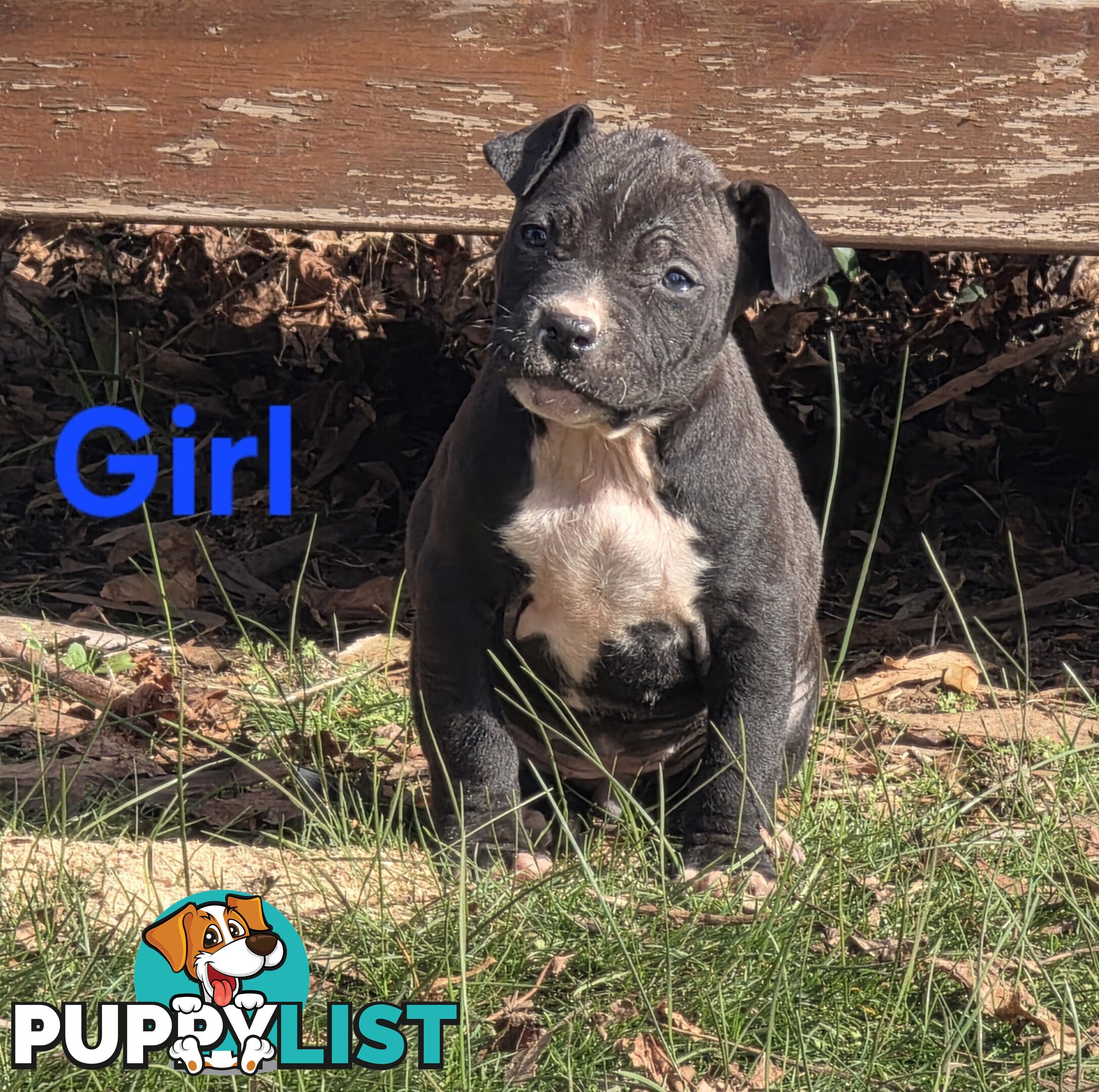 Amstaff x American Bulldog