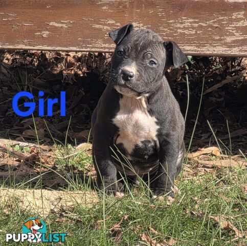 Amstaff x American Bulldog