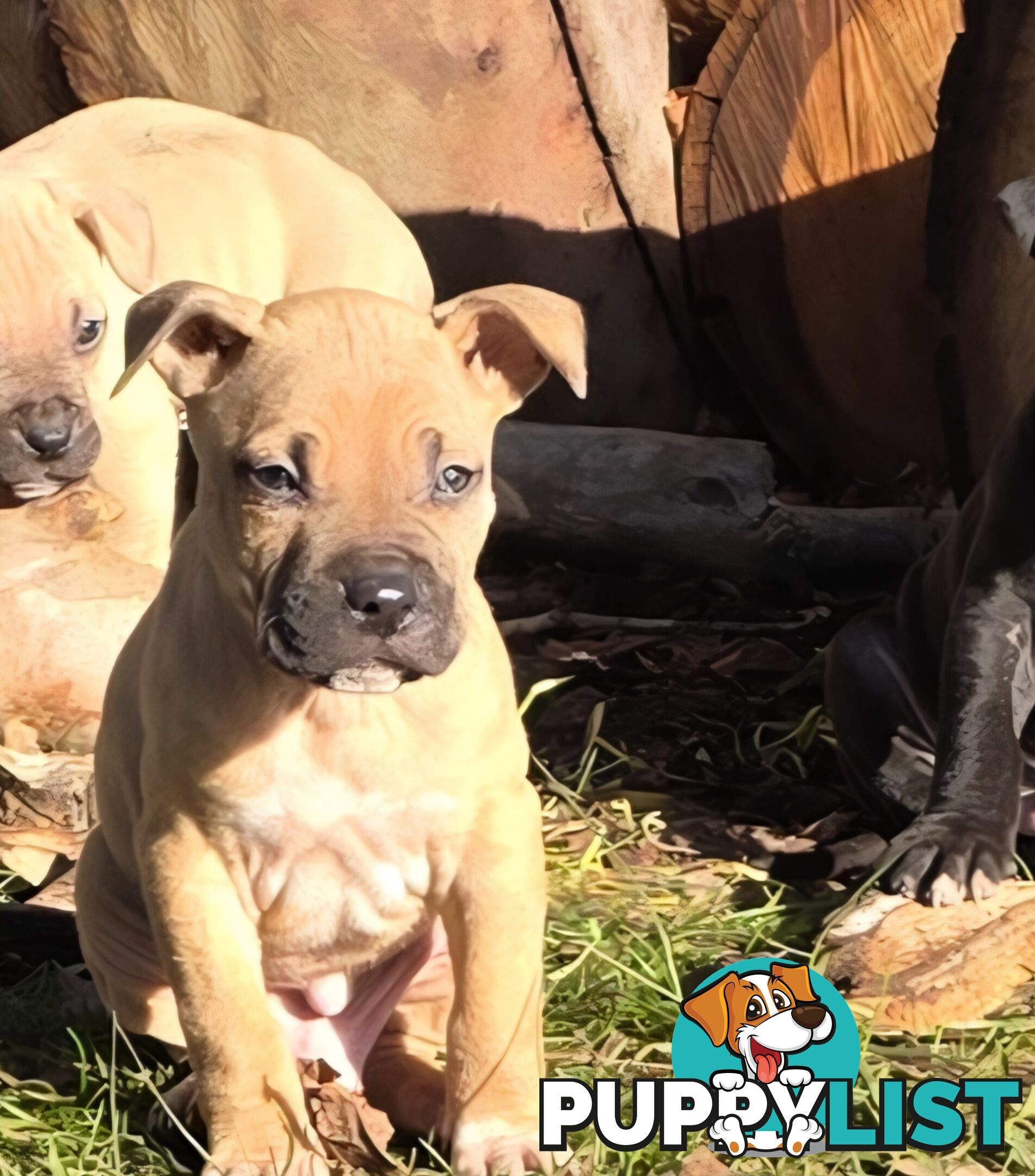 Amstaff x American Bulldog