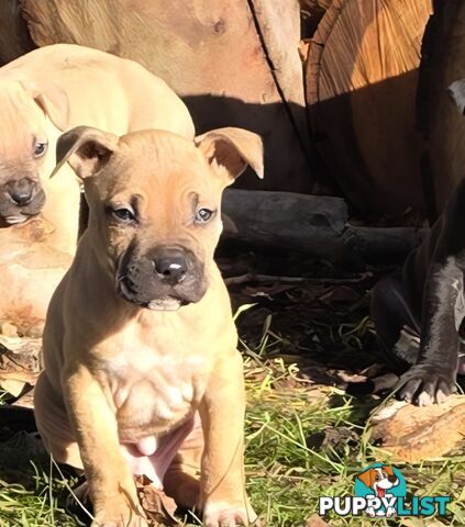 Amstaff x American Bulldog