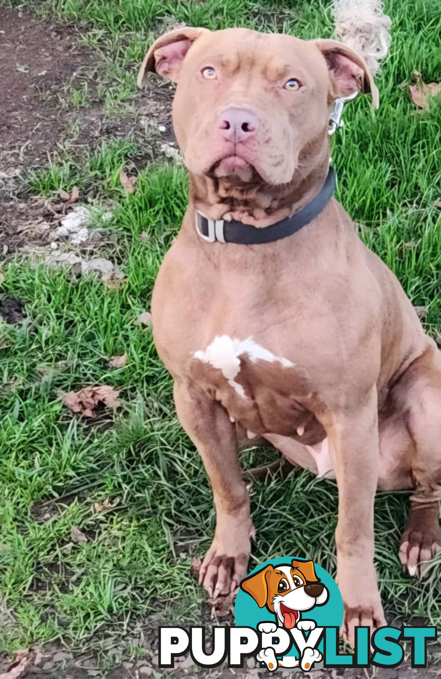 Amstaff x American Bulldog