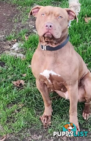 Amstaff x American Bulldog