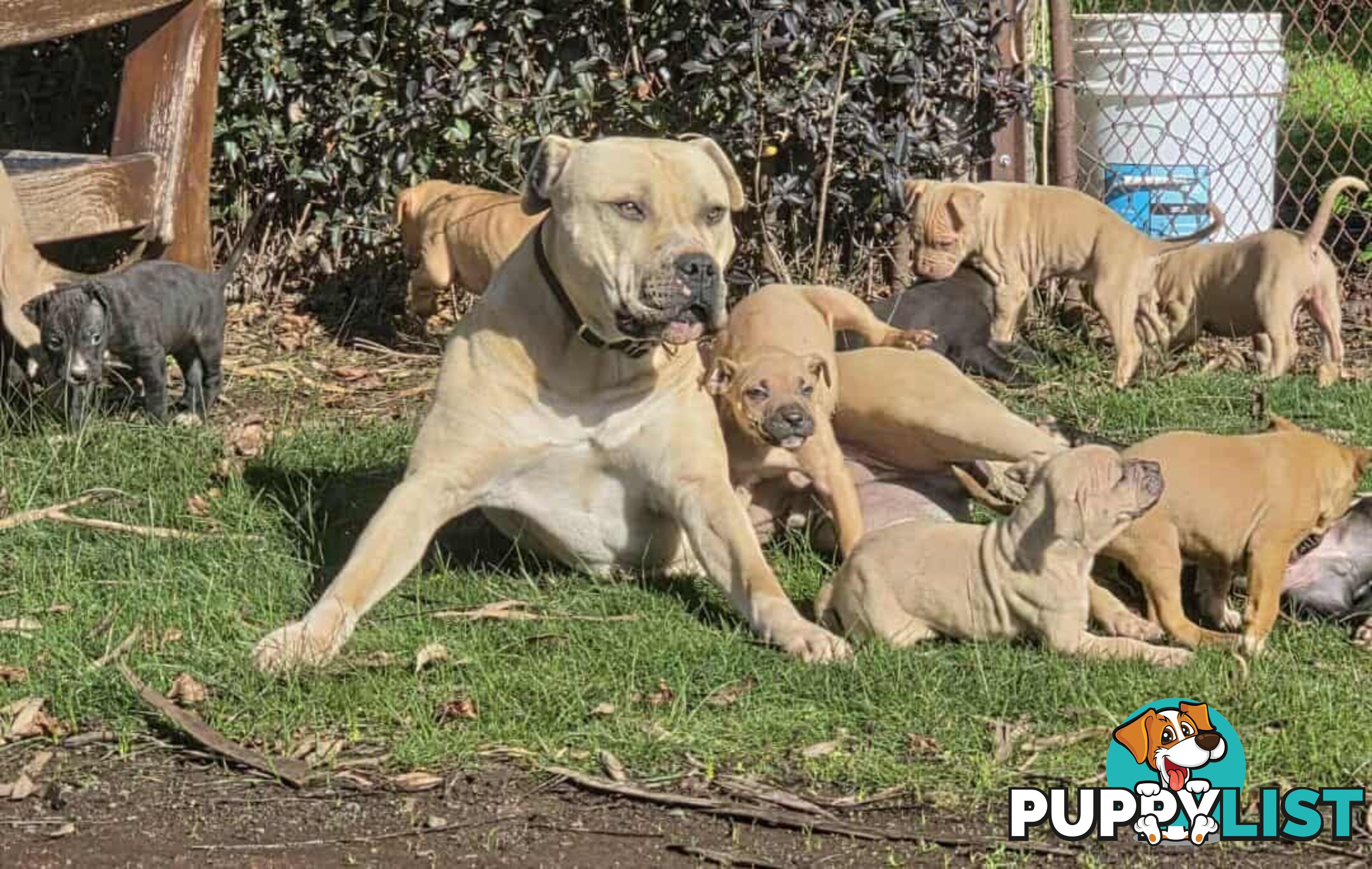 Amstaff x American Bulldog