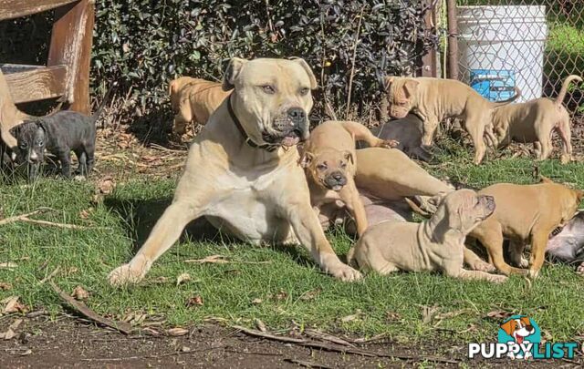 Amstaff x American Bulldog