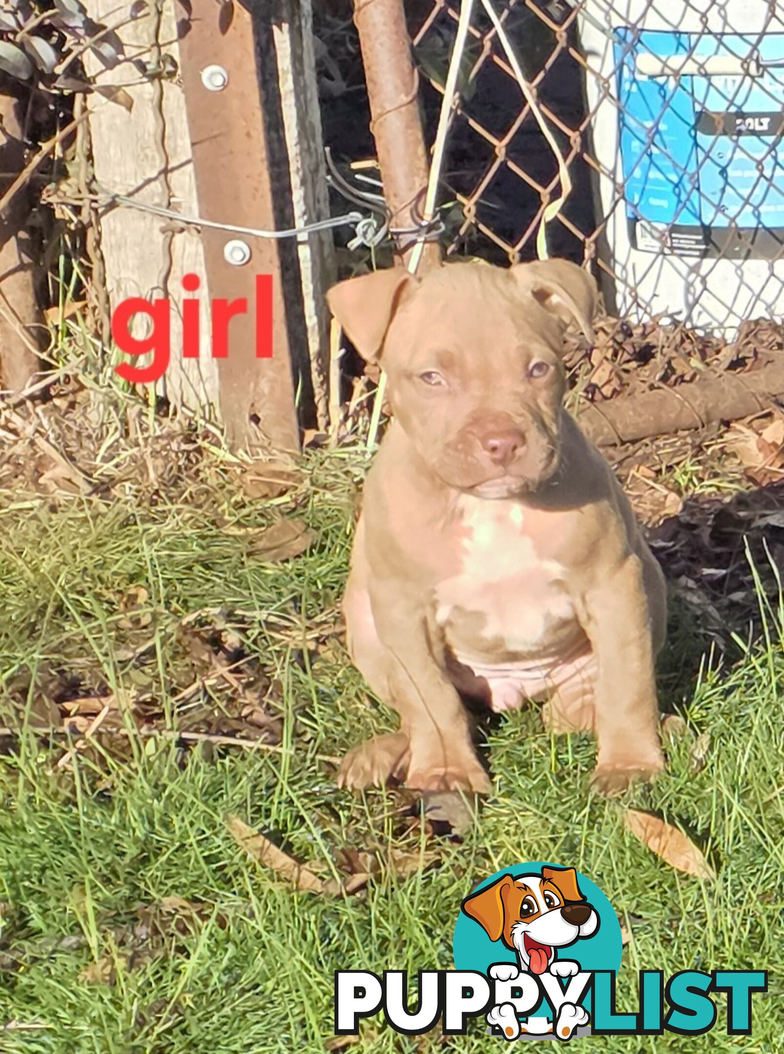 Amstaff x American Bulldog