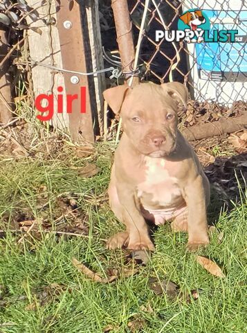 Amstaff x American Bulldog