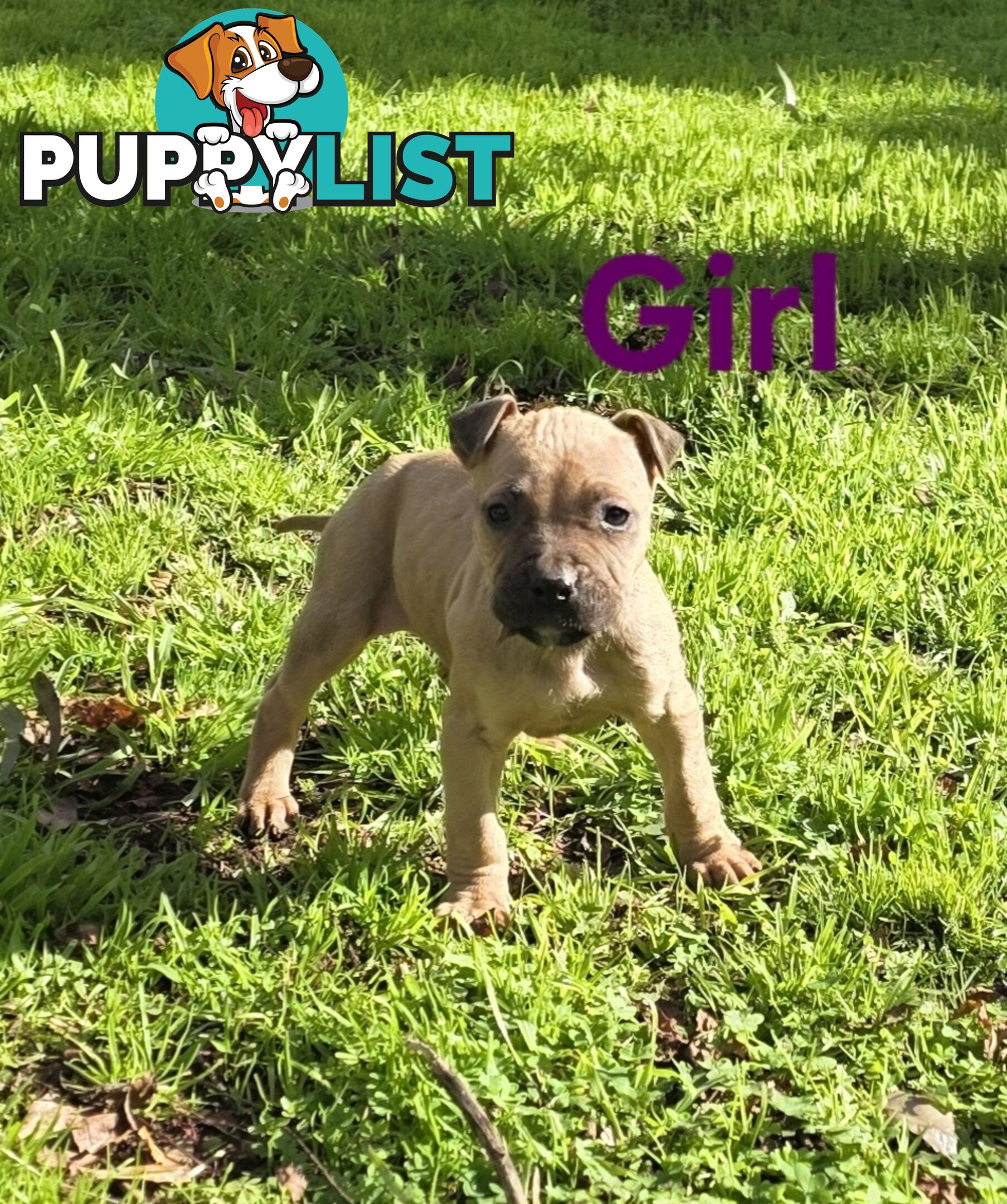 Amstaff x American Bulldog