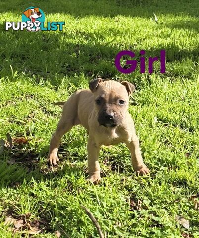 Amstaff x American Bulldog