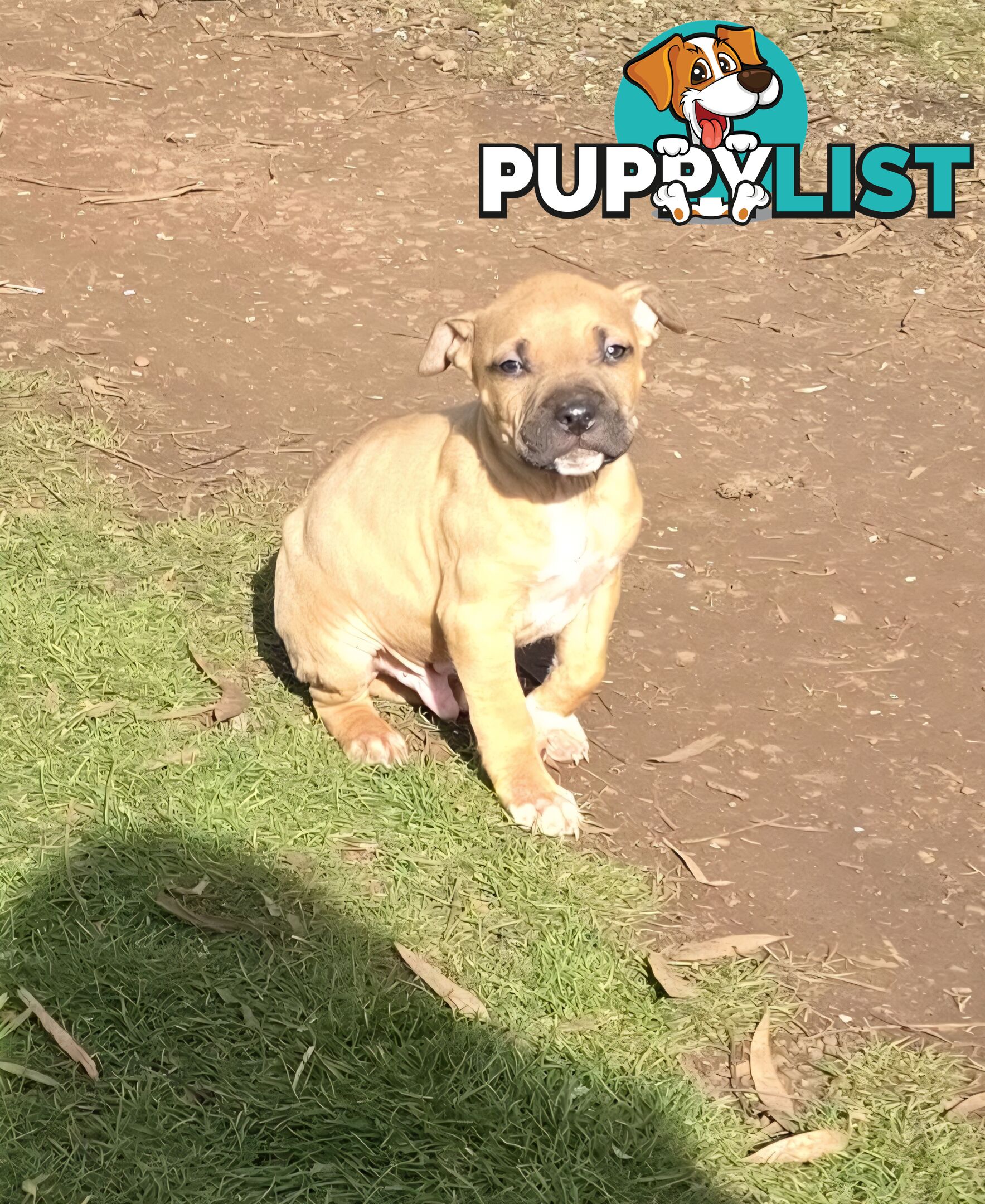 Amstaff x American Bulldog