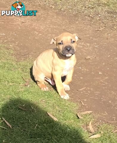 Amstaff x American Bulldog