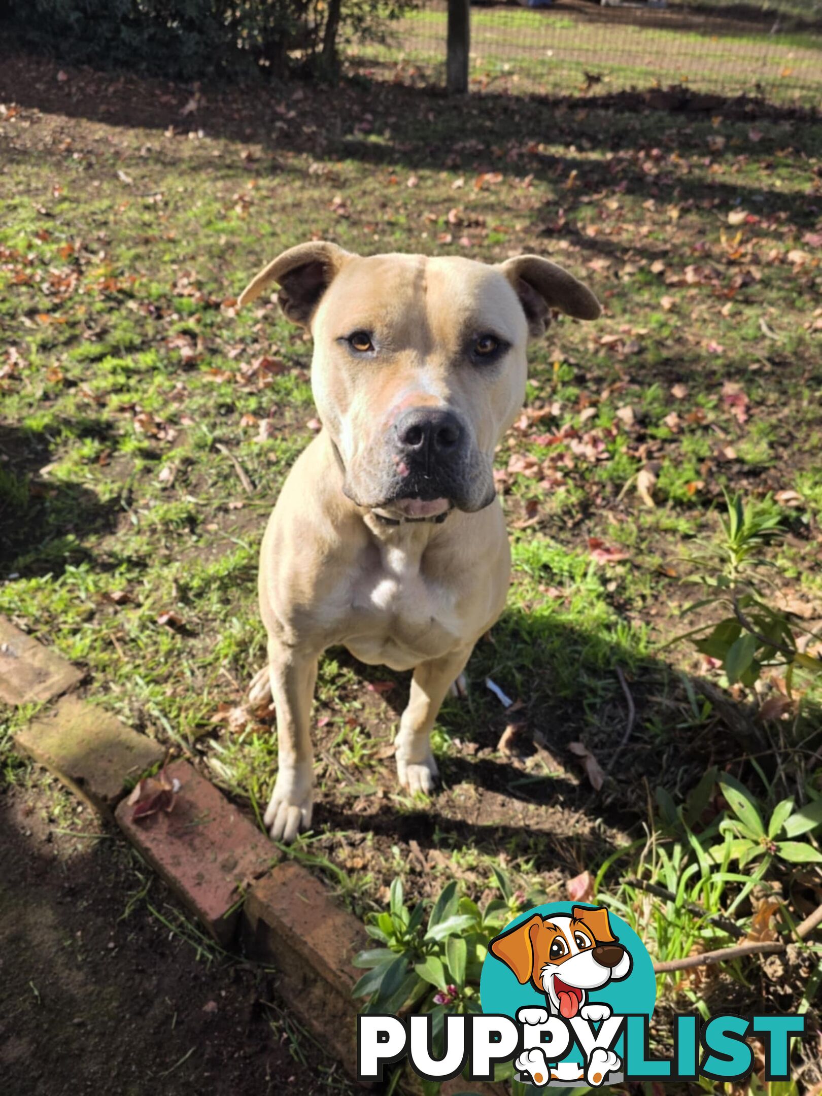 Amstaff x American Bulldog