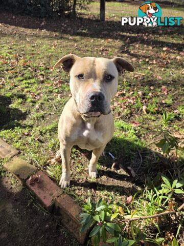 Amstaff x American Bulldog